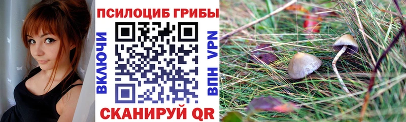 Галлюциногенные грибы Psilocybine cubensis  Купить где  Старая Купавна 